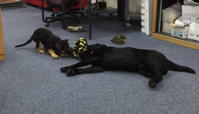 Office Dog(s) - real ones, not polystyrene!